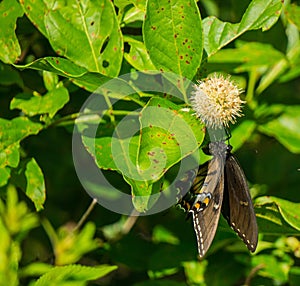 Pipevine Swallowtail, Battus philenor