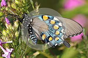 Pipevine Swallowtail Battus philenor Butterfly