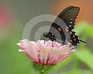 Pipevine Swallowtail Butterfly