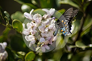 A Pipevine Swallowtail Butterfly lands on Flower