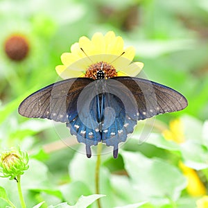 Pipevine swallowtail butterfly on yellow sand dune sunflower plant