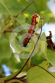 Pipevine swallowtail catepillar on a Dutchman`s vine
