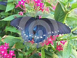 A Pipevine Swallowtail lights on a pentas flower.