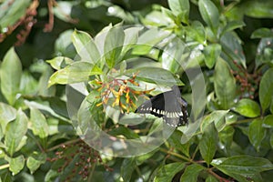 Pipevine Swallowtail Nectaring on a Firebush in a Southern Florida Garden