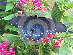 A Pipevine Swallowtail lights on a pentas flower. photo