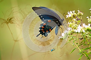 Pipevine Swallowtail on White Snakeroot Flowers