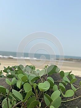 Pipi plant sea plant at Goa Beach India