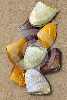 Pipi shell collected on the beach