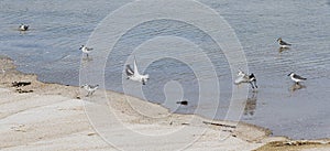 Pipin plovers on the coastline photo