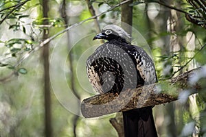 A Piping Guan resting on a branch of a tree in the Pantanal.