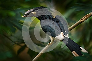 Piping hornbill, Bycanistes fistulator, bird with big bill, common resident of the tropical evergreen forests in Congo in Africa.