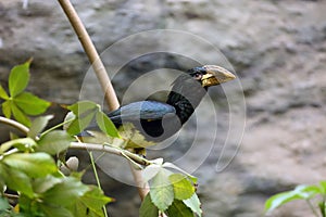 The piping hornbill Bycanistes fistulator  sitting in the jungle