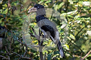 Piping Hornbill Ceratogymna fistulator fistulator sitting on a branch in green bushes