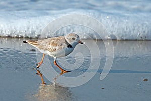 Piping Plover