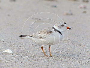 Piping Plover At the Beach
