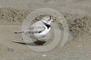 Piping Plover on Beach