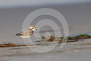 Piping Plover (Charadrius melodus)