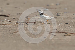 Piping Plover - Charadrius melodus