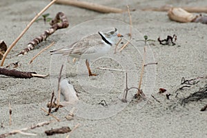 Piping Plover - Charadrius melodus