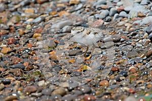 Piping Plover - Charadrius melodus