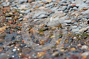 Piping Plover - Charadrius melodus