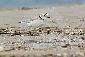 Piping Plover - Charadrius melodus