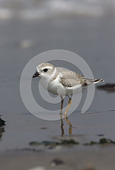 Piping plover, Charadrius melodus