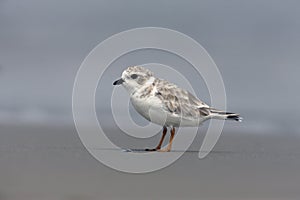 Piping plover, Charadrius melodus