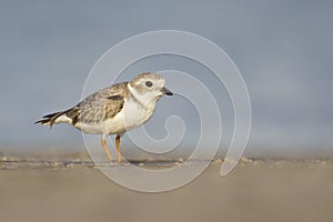 Piping Plover (Charadrius melodus)