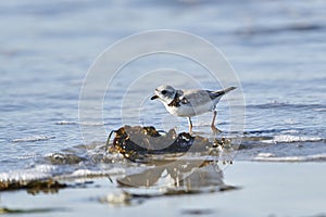 Piping Plover Charadrius melodus foraging on beach