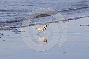 The piping plover Charadrius melodus in Galveston, Texas