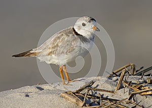 Piping Plover Charadrius melodus photo