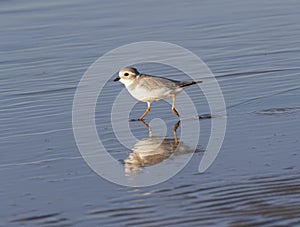 The piping plover (Charadrius melodus) running on the beach