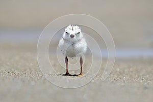 Piping Plover Chick