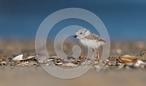 Piping Plover Chick on the Beach