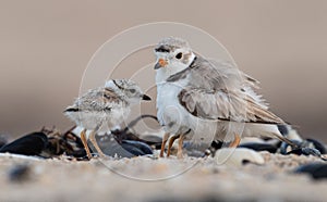 Piping Plover Chick on the Beach