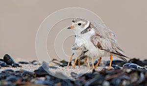 Piping Plover Chick on the Beach