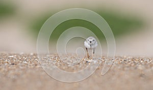 Piping Plover Chick on the Beach