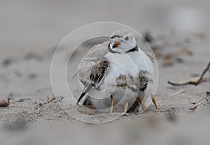 Piping Plover Chick on the Beach