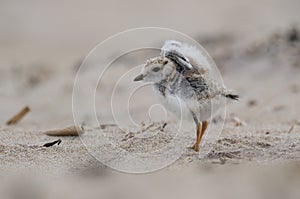 Piping Plover Chick on the Beach