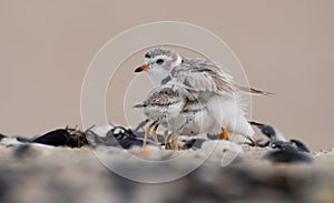 Piping Plover Chick on the Beach