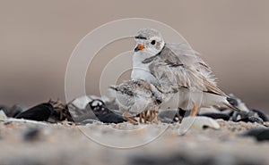 Piping Plover Chick on the Beach