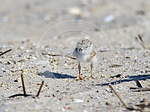 Piping Plover Chick On Beach