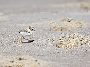 Piping Plover Chick On Beach photo