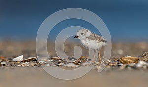 Piping Plover Chick on the Beach photo