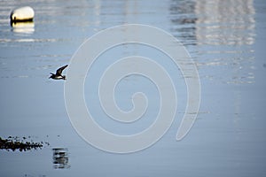 Piping Plover in Flight Over the Ocean Waters
