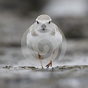 Piping Plover foraging on a barrier island beach - Jekyll Island, Georgia