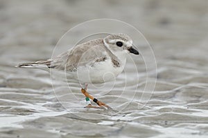 Piping Plover foraging on a beach in winter