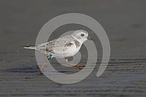 Piping Plover foraging on a beach in winter photo