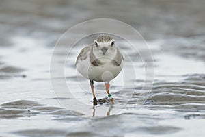 Piping Plover foraging on a beach in winter photo